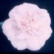 Ethel Davis Blush